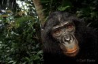 Bonobo / Pan paniscus République / Sanctuaire des bonobos / Démocratique du congo