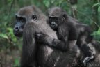 Gorille de plaine de l'ouest Femelle et jeune né en liberté après réintroduction