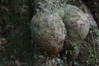 Hêtre commun / Fagus sylvatica Réserve de la massane Massif des Albères