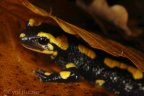 Salamandre tachetée / Salamandra salamandra Massif des Albères