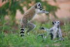 Maki catta / Lemur catta MADAGASCAR