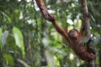 Orang outan de Sumatra / Pongo abeli / Sumatran Orang-utan Sumatra INDONESIE