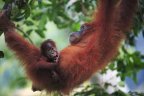 Pongo abeli / Orang-utan de Sumatra INDONESIE