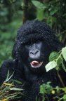 Gorille de montagne / Gorilla g. beringei RWANDA