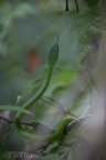 Serpent liane / Oxybelis fulgidus Green vine snake (Oxybelis fulgidus )